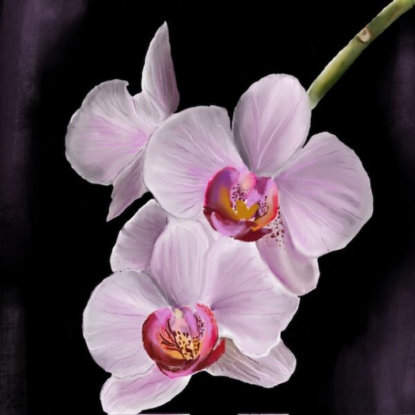 Orchid Reverie   26cm x 30 cm